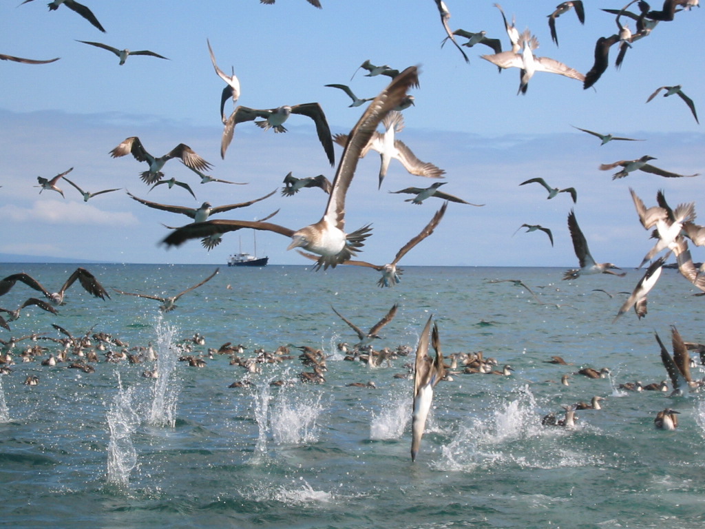 Flocks of diving boobies