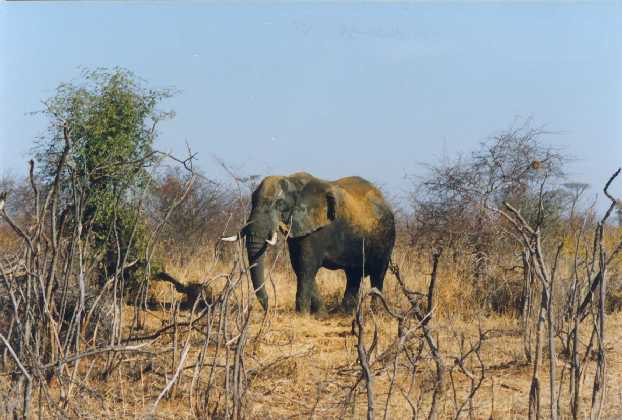 Elephant