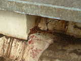 
Green Bank is famous for ladybugs, even in fall apparently.
