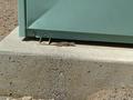 local wildlife